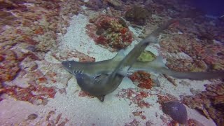 Sharks Mating Aggressively [upl. by Marchese]