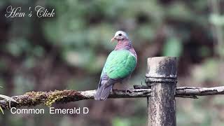 Common Emerald Dove [upl. by Ecnahs]