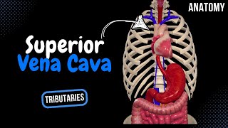 Superior Vena Cava Tributaries Azygos Hemiazygos Brachiocephalic  Anatomy [upl. by Mosera]