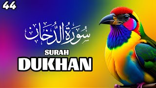 Surah Dukhan full with Arabic Beautiful Quran Recitation  flowers rose nature Yaseen Rahman Yasin [upl. by Ymerej]