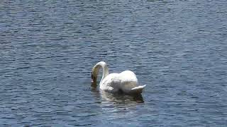 Mute Swan in Channahon 2 [upl. by Ccasi]