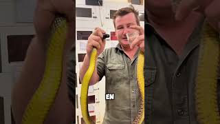 ¡Conoce a la Serpiente Más Tóxica del Mundo 😱 [upl. by Ngo132]