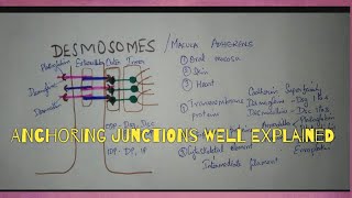 CELL JUNCTIONS PART2 DESMOSOMES amp ZONULA ADHERENS [upl. by Marilou]