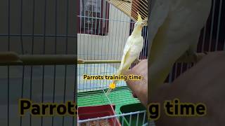 Parrots training time👍 cockatielsinging birds parrot shortsfeed [upl. by Enilec]