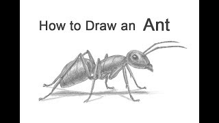 How to Draw an Ant [upl. by Relyhs]