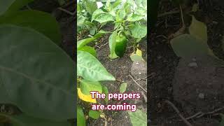 Peppers homestead canadianfarm homegrown pepper bellpeppers family farming [upl. by Eelra579]