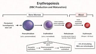 Normal RBC Physiology Including erythropoiesis [upl. by Chu407]