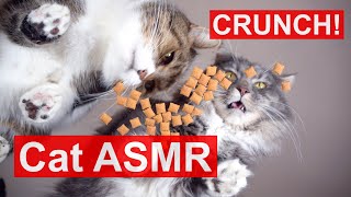 Mukbang Cats eating crunchy treats Dreamies snacks funny Cat ASMR sound [upl. by Airdnalahs]