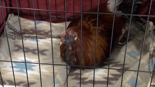 TX Large Cock Fighting Ring Busted in Potter County [upl. by Livvie]