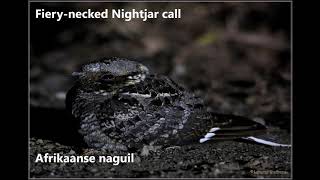 Fierynecked Nightjar call [upl. by Irelav802]