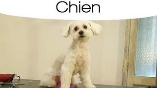 Astuces  Faire un toilettage tendance à son chien [upl. by Aser]