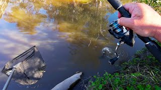 Yellowbelly Murray Cod And Carp Fishing [upl. by Ekenna]