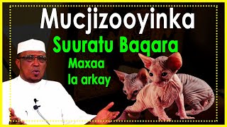 Mucziyooyinka suuratu baqara sheekh dirir [upl. by Guria]