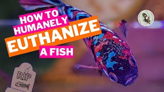 HOW TO HUMANELY EUTHANIZE A FISH [upl. by Samau889]