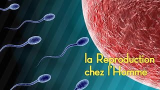 Comprendre SVT La Reproduction chez lHomme Partie2 [upl. by Onirefez]