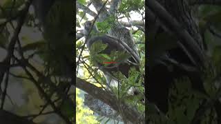 Gray Headed Fish Eagle Spotted In Kaziranga [upl. by Myron]