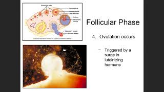 Ovarian Cycle [upl. by Ryan144]