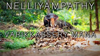 Nelliyampathy and Varikkassery Mana Trip [upl. by Ellicul]