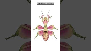 Day 4 Hymenoptus Coronatus Orchid Mantis Order  Mantodea mantises bugtober inktober [upl. by Cony]