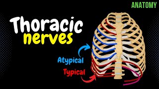 Thoracic Nerves Intercostal  Subcostal  Anatomy [upl. by Travus765]