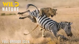 WILD KENYA  The Great Migration and Survival in the Realm of Predators  Animal documentary [upl. by Bigelow]