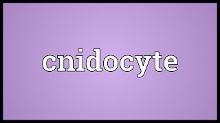 Cnidocyte Meaning [upl. by Schumer79]