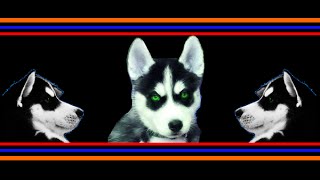 JODY amp KODY HUSKY VS RiFF RAFF [upl. by Cary]