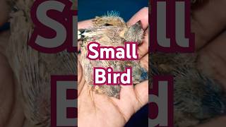 small bird zebrafinch shortvideo finches cutezebrafinch birds viralvideo shorts shortsfeed [upl. by Nrol]