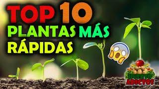 Los 10 Cultivos Que Crecen Más Rápido 🌱Huertos Urbanos  Huerto Adictos [upl. by Eenej194]