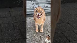 Viral Pumba floppa cat animals bigcat lion wildlife tiger lionfight funny shorts [upl. by Adnovahs875]