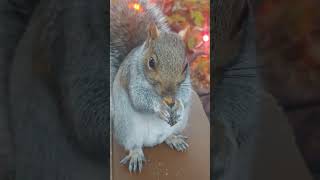 Tammy the Squirrel Eating a Walnut 1117241631 [upl. by Aleece]