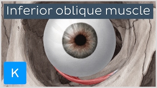 Inferior oblique muscle of the eye  Human Anatomy  Kenhub [upl. by Ettelrac]