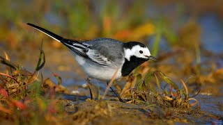 European birds – White wagtail Motacilla alba [upl. by Zurheide]