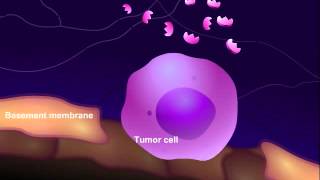 Introduction to Cancer Biology Part 3 Tissue Invasion and Metastasis [upl. by Nylrac678]