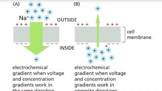 Electrochemical Gradients and Membrane Transport BIOS 041 [upl. by Lauber]