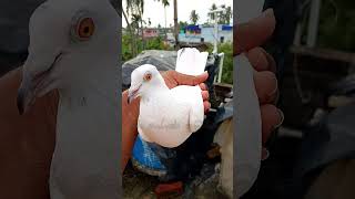 Amar barir akta full sira madras madi pigeon sok madrasi kabootar shortvideo please subscribe [upl. by Nagaek731]