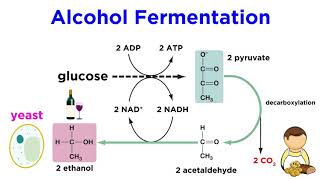 Anaerobic Respiration and Fermentation [upl. by Enomal]