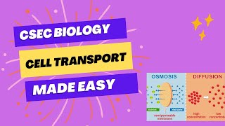 CELL TRANSPORT CSEC BIOLOGY [upl. by Nawuq]