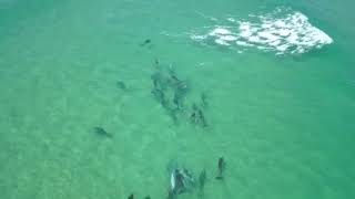 Dolphins off Nambucca Heads  NSW [upl. by Eberly]