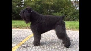 Bouvier Des Flandres  Boyero De Flandes  ブービエ・デ・フランダース  AKC Dog breed series [upl. by Mungo266]