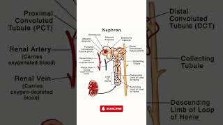 Nephron Structure  Simple Nephron Diagram for Easy Understanding [upl. by Alios]