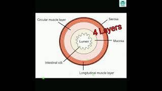 Stomachrugaemucosa submucosa muscularis externaserosaGastric pitsphincterparietalchief cell [upl. by Laaspere]