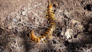 Escolopendra Scolopendra cingulata  Megarian banded Centipede  de gran tamaño [upl. by Santos364]