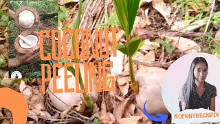 Live updateSatisfying ASMR Coconut peeling Coconut ASMR SATISFYING TRENDING VIRAL SUBACRIBED [upl. by Hagep]