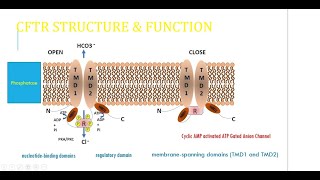 Cystic Fibrosis Transmembrane conductance Regulator CFTR structure function and mutation [upl. by Bannasch]