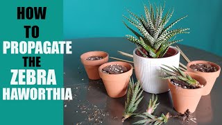 ZEBRA HAWORTHIA PROPAGATION  How to propagate The Zebra Haworthia pups [upl. by Massie912]