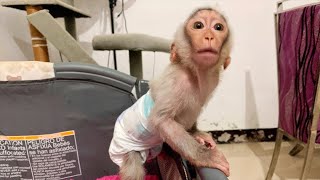 Cute pet Baby Monkey Alpha cant patient waiting daddy prepare food for him [upl. by Pride]