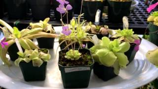 Flowering Carnivorous Plant Update Butterworts as house plants Pinguicula seasonal care [upl. by Nicolette]