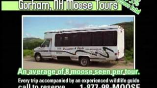 Gorham Moose Tours  Gorham NH [upl. by Yedorb]