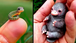 Cutest Baby Animals You Can Legally Own [upl. by Notsecnirp]